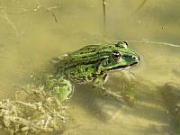 Wasserfrosch