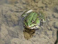 Wasserfrosch juvenil