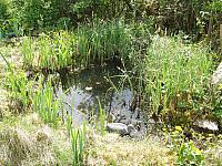 Gartenteich/Naturgarten