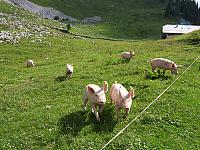 DSCF2084