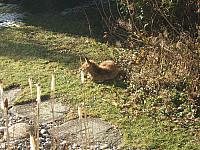 Fuchs im Garten