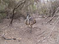 Emu