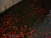 DSC02882.JPG