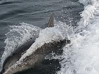 IMG_2437.JPG