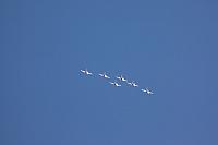 Patrouille Suisse