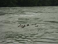 P6044653.JPG