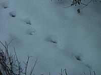 Der Fuchs im Schnee eingebrochen