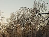 Vogelschwarm im Baum