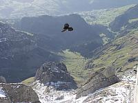 Tächi (Bergdohle) im Flug