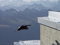 Tächi (Bergdohle) im Flug